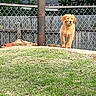 alert, animal, canine, chain_link_fence, concrete, cute, daytime, dog, fence, golden_retriever, grass, leafy_tree, nature, outdoor, pet, puppy, standing, summer, tree, yard