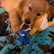 Cooper is registered to the contest to win money with this photo: puppy, dog, golden_retriever, chewing, toy, rope, plush_toy, blanket, cozy, indoor, cute, pet, animal, furry, snuggling, playful, closeup, resting, brown, blue