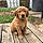 Cooper