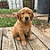 Cooper