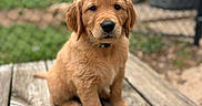Cooper is registered to the contest to win money with this photo: animal, background, brown, canine, collar, cute, daylight, dog, fence, fur, golden_retriever, grass, nature, outdoor, pet, portrait, puppy, sitting, wooden_deck, young