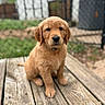 Cooper is registered to the contest to win money with this photo: puppy, golden_retriever, dog, wooden_deck, outdoor, pet, animal, fence, grass, young, cute, sitting, brown, fur, collar, nature, background, portrait, daylight, canine