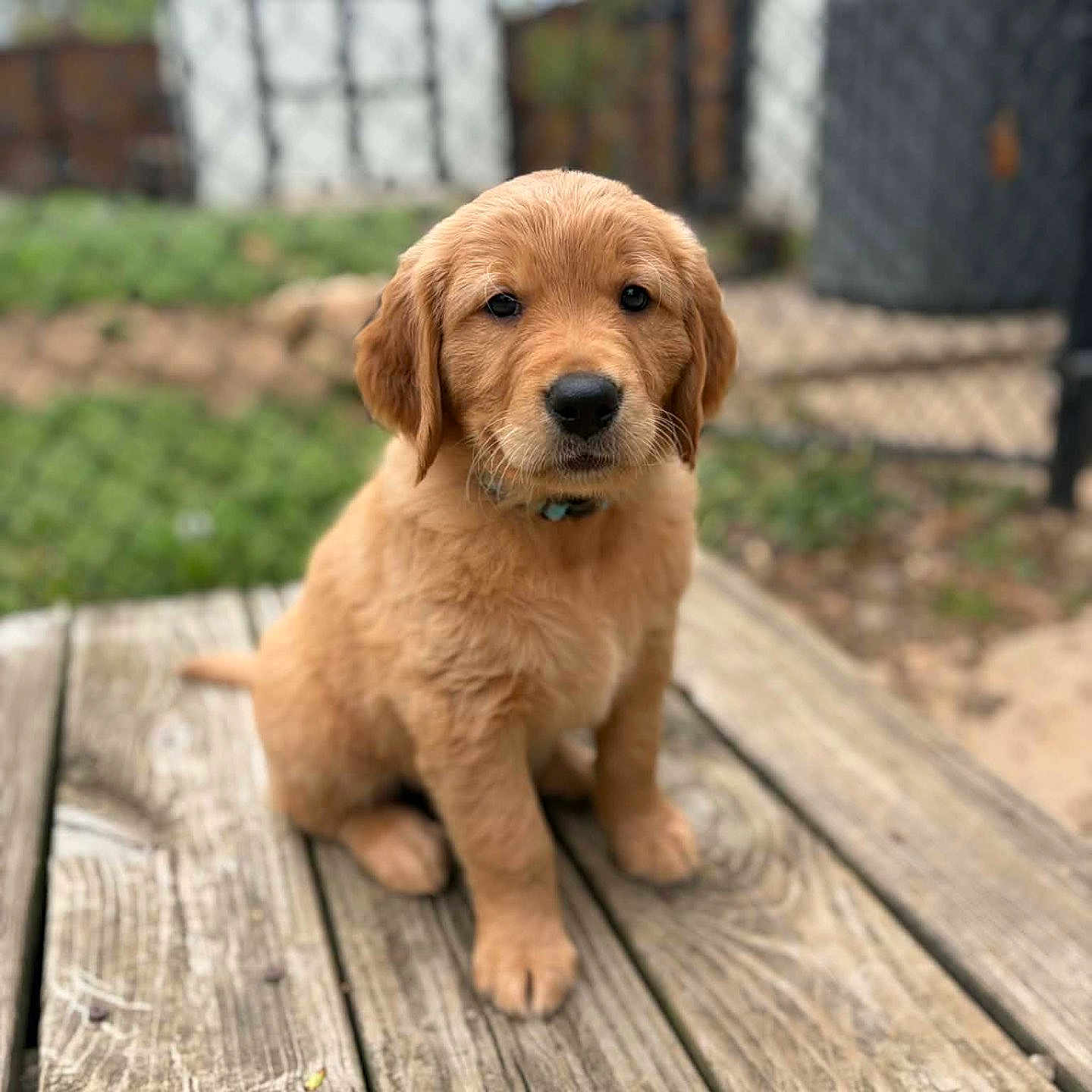 Cooper