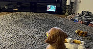 Cooper joined the competition — help win amazing prizes! puppy, dog, golden_retriever, rug, living_room, television, news_broadcast, plush_toys, blanket, candle_holder, wood_floor, couch, pet, indoor, cozy, watching_tv, home_decor, furniture, carpet, animal