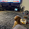 puppy, dog, golden_retriever, rug, living_room, television, news_broadcast, plush_toys, blanket, candle_holder, wood_floor, couch, pet, indoor, cozy, watching_tv, home_decor, furniture, carpet, animal