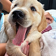 Keith joined the competition — help win amazing prizes! puppy, dog, golden_retriever, tongue, yawning, close_up, cute, pet, animal, fur, hand, cozy, blanket, indoor, mammal, young, expression, soft, whiskers, nuzzle
