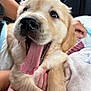 puppy, dog, golden_retriever, tongue, yawning, close_up, cute, pet, animal, fur, hand, cozy, blanket, indoor, mammal, young, expression, soft, whiskers, nuzzle