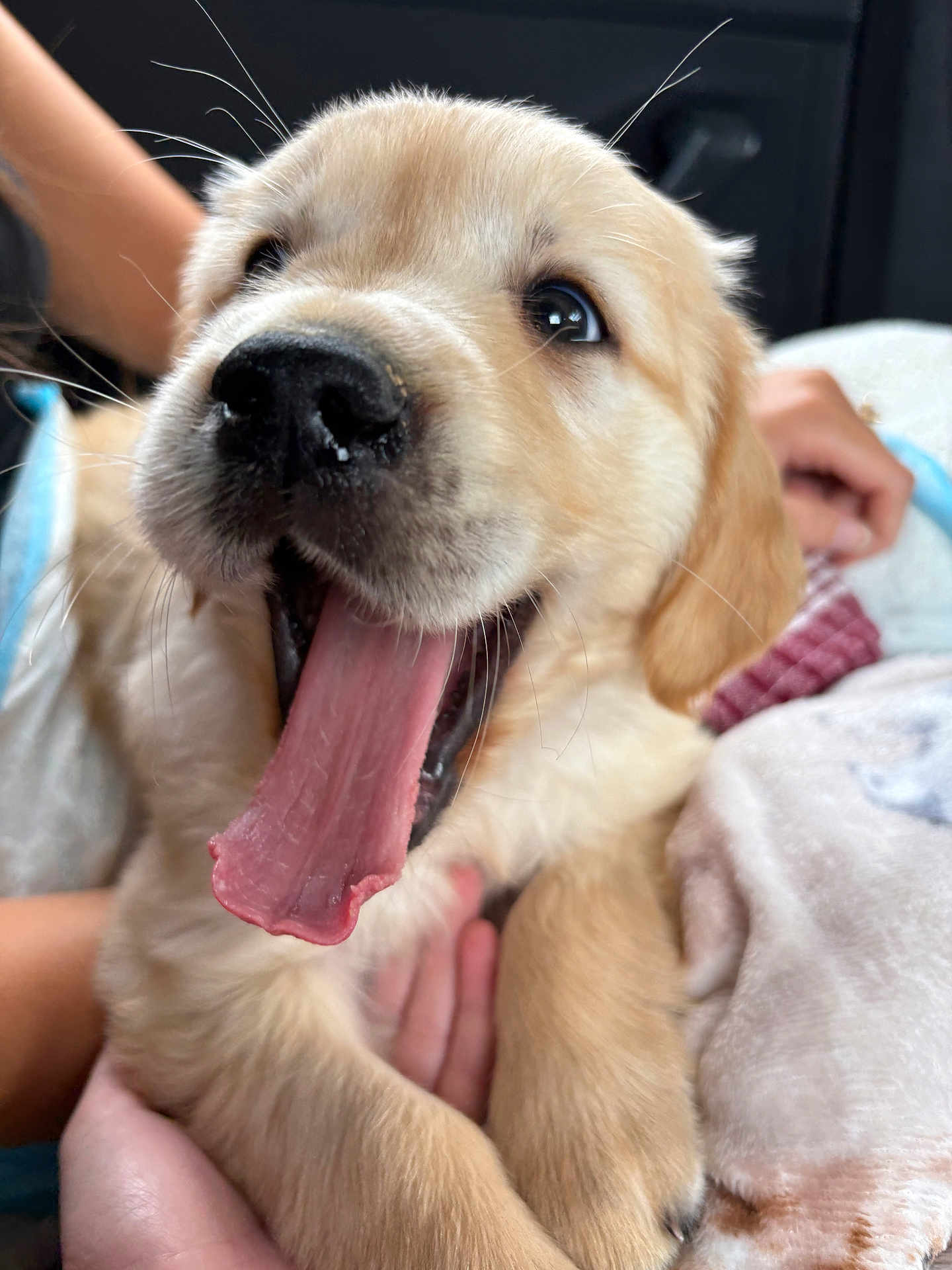 Keith joined the competition — help win amazing prizes! puppy, dog, golden_retriever, tongue, yawning, close_up, cute, pet, animal, fur, hand, cozy, blanket, indoor, mammal, young, expression, soft, whiskers, nuzzle