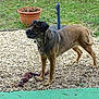 alert, animal, brown_dog, canine, dog, domestic_animal, fur, garden, grass, gravel, greenery, nature, outdoor, pet, plant_pot, playful, rope_toy, standing, toy, yard