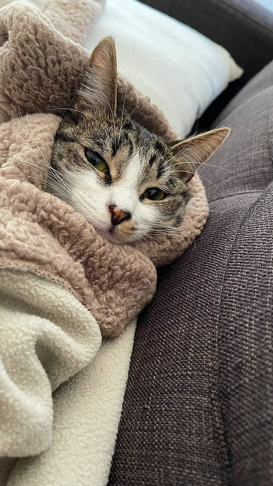 Chelsea is registered to the contest to win money with this photo: carnivore, cat, claw, comfort, domestic_short_haired_cat, felidae, fur, grey, hug, linens, nap, pattern, paw, sleep, small_to_medium_sized_cats, snout, tail, whiskers, wood, woven_fabric