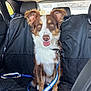dog, brown, white, pet, leash, car_interior, backseat, happy, sitting, ears, fur, canine, vehicle, seat_cover, window, restraint, portrait, domestic_animal, companion, alert