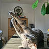 cabinet, cat, clock, cozy, flower_vase, gray_cat, green_eyes, hand, houseplant, indoor, leaf, paw, playful, pointing_finger, relaxed, shadow, stretching, sunlight, table, wooden_table