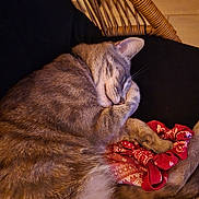 Freyja a rejoint le concours — aidez-le/la à gagner de superbes lots ! animal, black_background, cat, close_up, cozy, cushion, cute, domestic_cat, ear, feline, fur, indoor, mammal, paw, pet, red_bandana, relaxing, resting, sleeping, whiskers