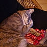 animal, black_background, cat, close_up, cozy, cushion, cute, domestic_cat, ear, feline, fur, indoor, mammal, paw, pet, red_bandana, relaxing, resting, sleeping, whiskers