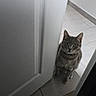 Freyja a rejoint le concours — aidez-le/la à gagner de superbes lots ! animal, cat, curious, door, ears, feline, floor, gray_cat, home, indoor, looking, pet, quiet, sitting, tabby, tiled_floor, waiting, wall, whiskers, white_door