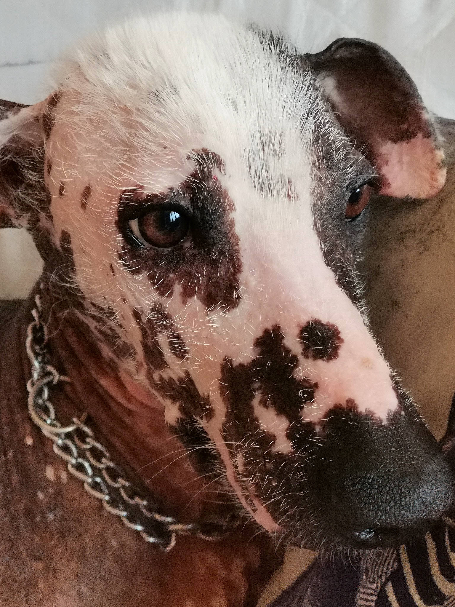 Lola Dite Marie-saucisse