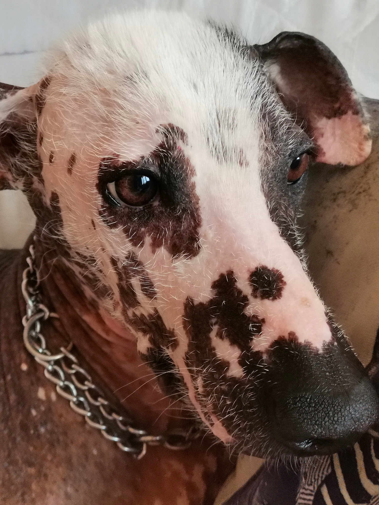 Lola Dite Marie-saucisse