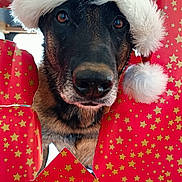 Jager a rejoint le concours — aidez-le/la à gagner de superbes lots ! dog, santa_hat, christmas, holiday, wrapping_paper, red, stars, festive, pet, animal, cute, portrait, face, fur, nose, ears, indoor, closeup, celebration, holiday_season