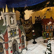Taiger is registered to the contest to win money with this photo: cat, tabby_cat, miniature_village, christmas_tree, holiday_decorations, snow, lamp_post, church, house, ornament, indoor, festive, lighting, curious, pet, animal, decoration, cozy, table, scene