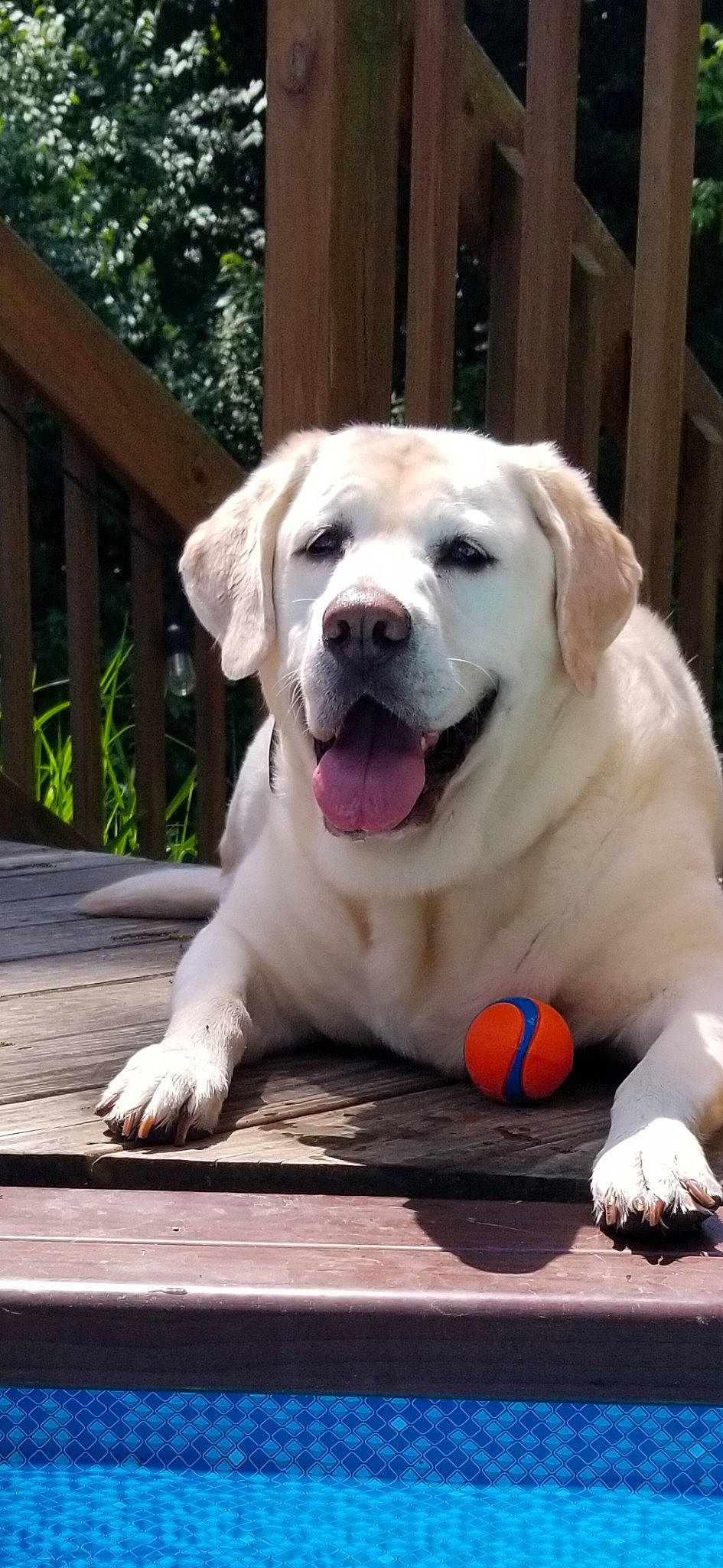 Ellie is registered to the contest to win money with this photo: canidae, carnivore, companion_dog, dog, dog_breed, dog_supply, fang, fawn, fence, fur, grass, paw, plant, snout, sporting_group, terrestrial_animal, whiskers, wood, working_animal, working_dog