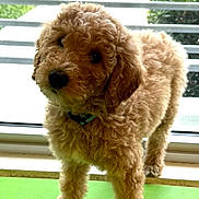 Akela is registered to the contest to win money with this photo: animal, blinds, collar, curly_fur, cute, daylight, dog, domestic_animal, fur, green_mat, home, indoor, light, looking, pet, puppy, standing, tilted_head, window, young_dog