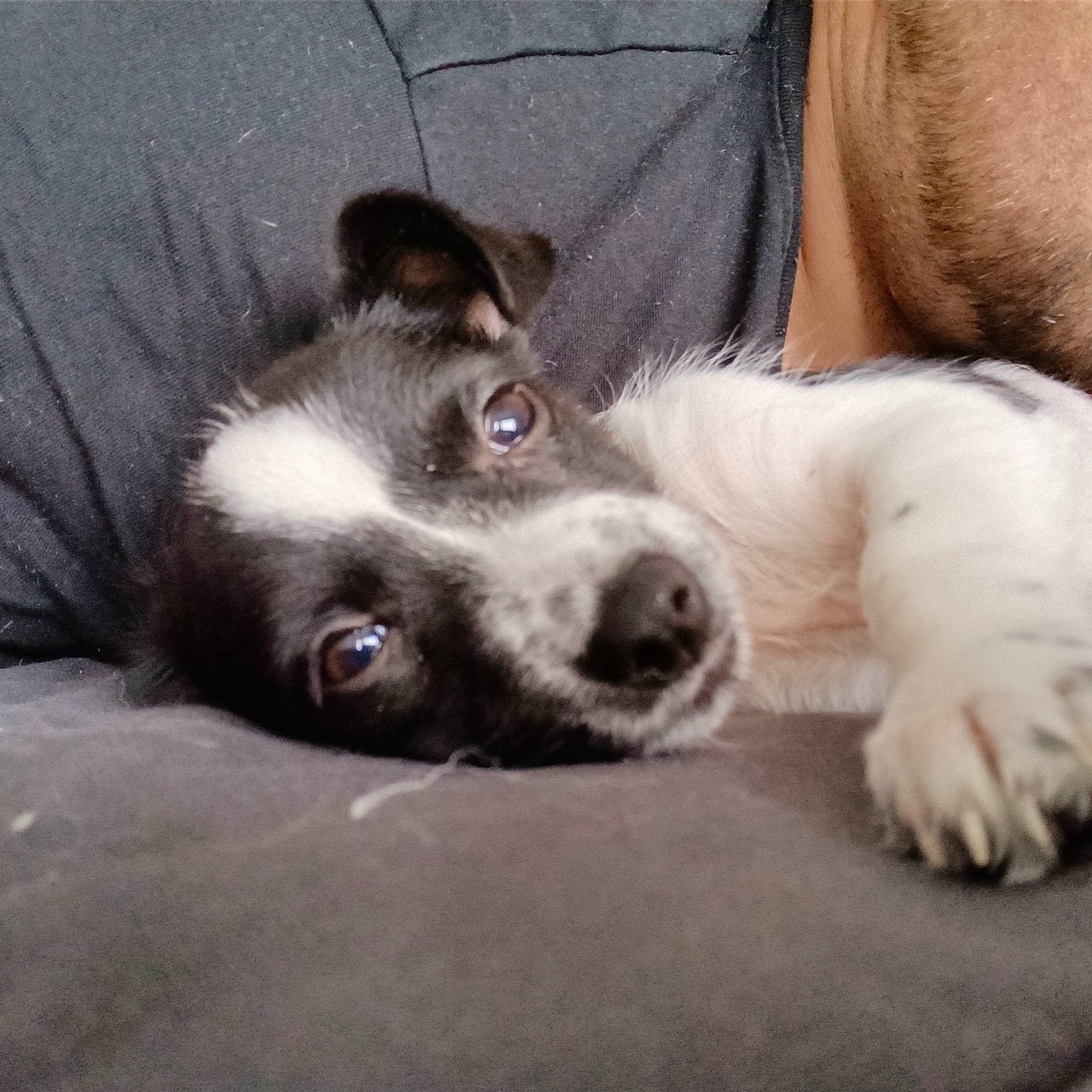 Nougat a rejoint le concours — aidez-le/la à gagner de superbes lots ! canidae, carnivore, comfort, companion_dog, dog, dog_breed, ear, fur, paw, puppy, sporting_group, terrestrial_animal, whiskers, working_animal