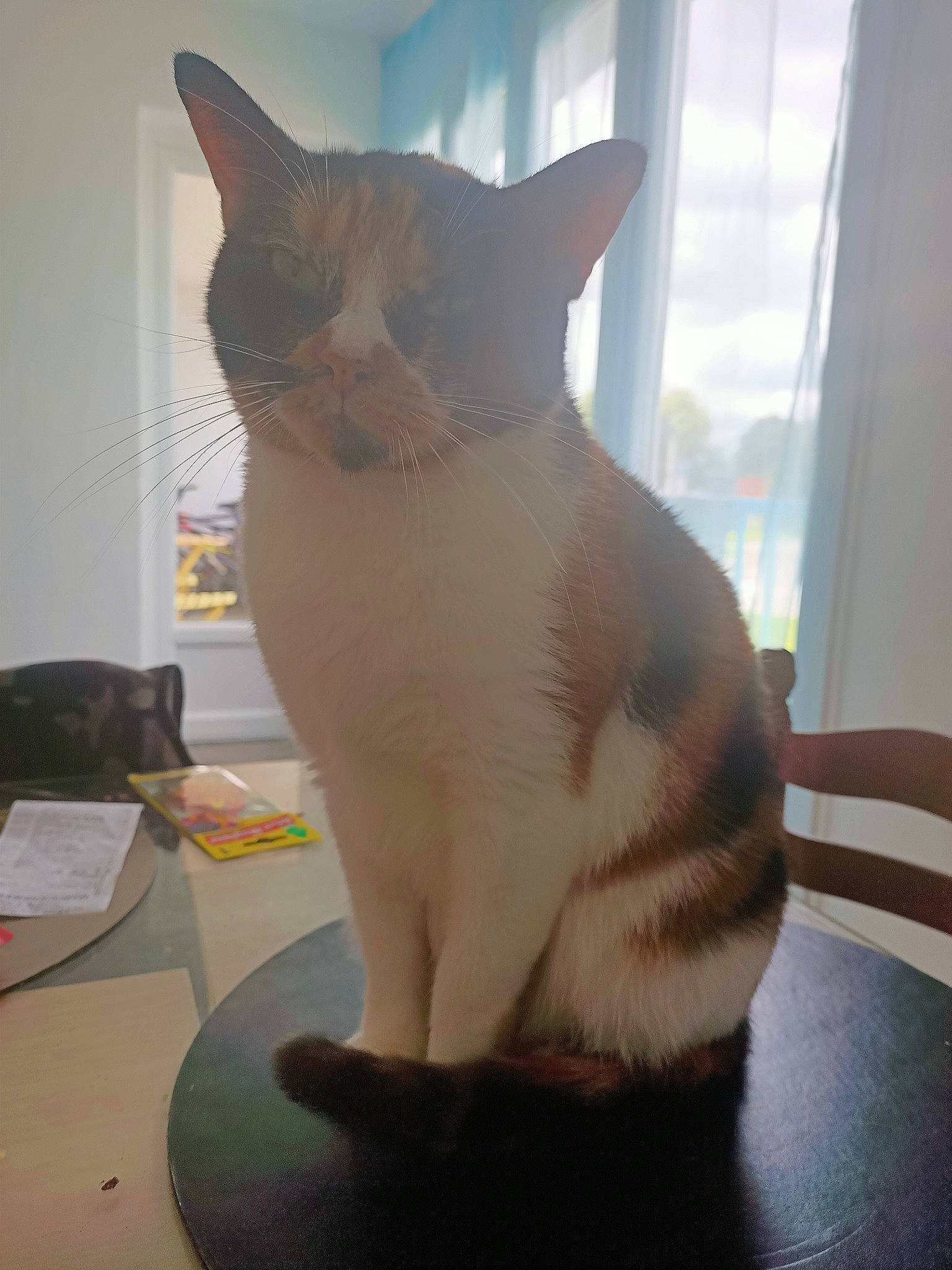 Pitchoune a rejoint le concours — aidez-le/la à gagner de superbes lots ! balinese, carnivore, cat, claw, comfort, domestic_short_haired_cat, fawn, felidae, fur, paw, sitting, small_to_medium_sized_cats, snout, tail, thai, tonkinese, whiskers, window, wood