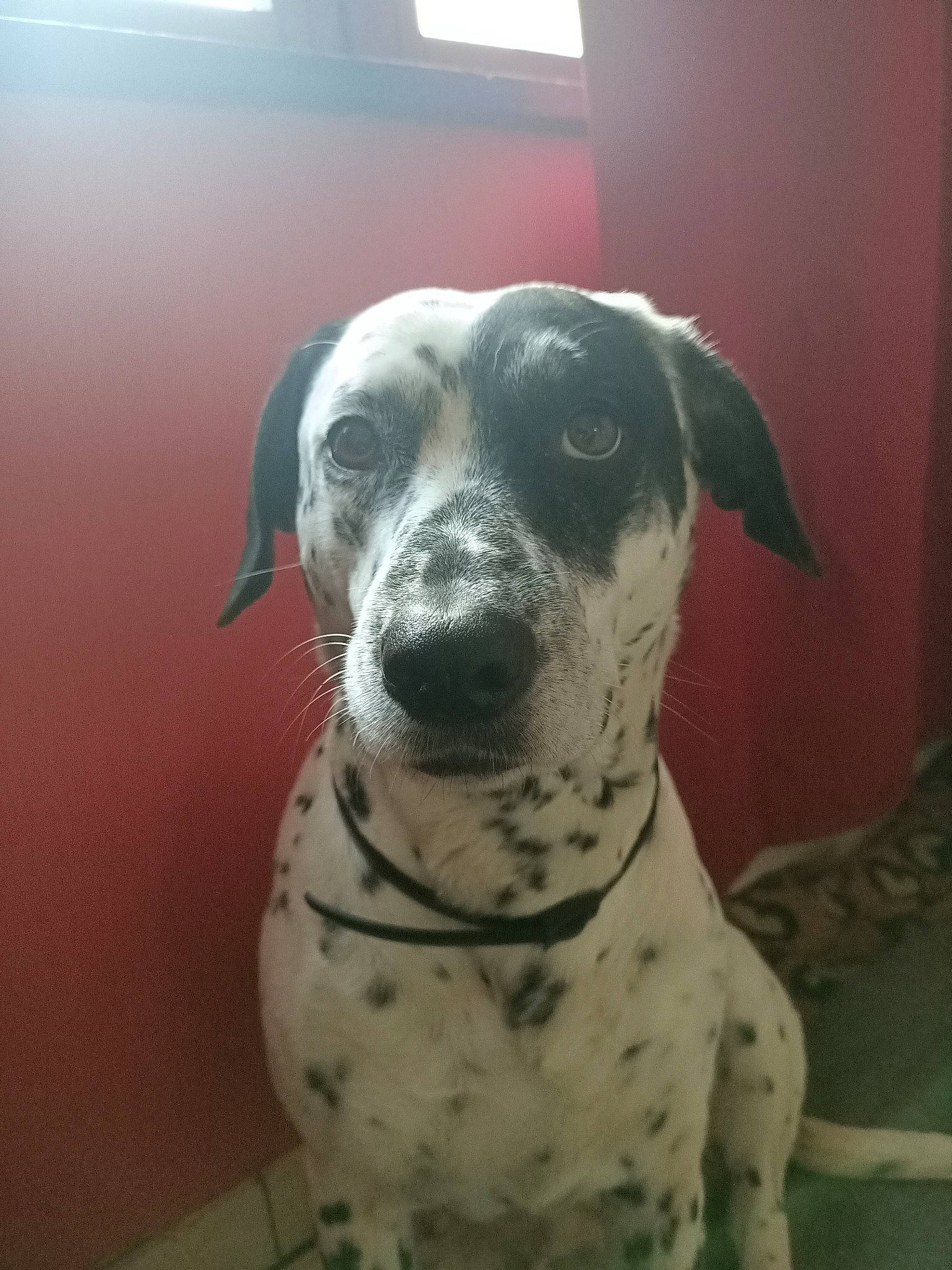 Lumia a rejoint le concours — aidez-le/la à gagner de superbes lots ! canidae, carnivore, collar, companion_dog, dalmatian, dog, dog_breed, fawn, non_sporting_group, snout, terrestrial_animal, whiskers, window, working_animal, working_dog