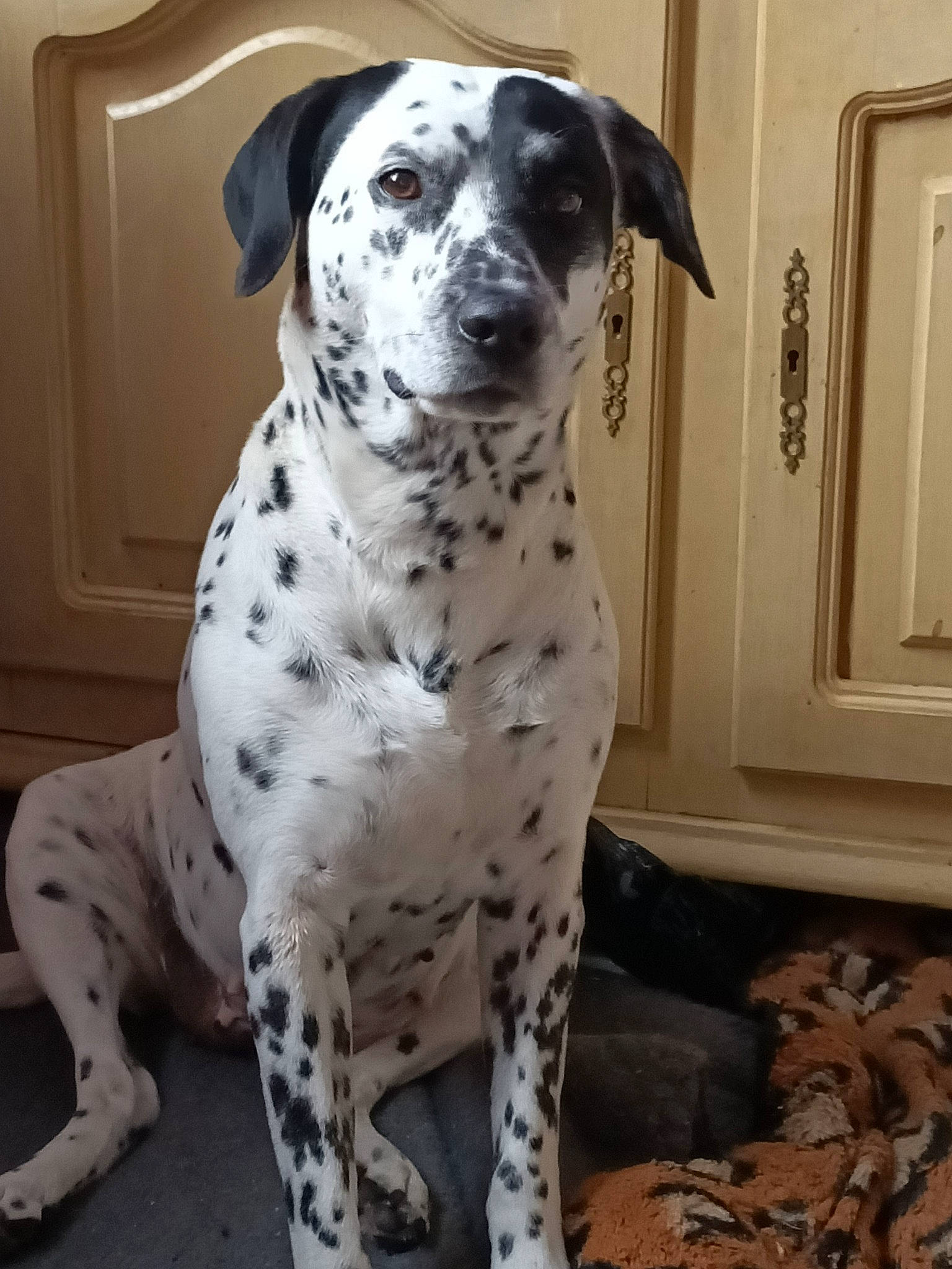 Lumia participe au concours pour gagner de l'argent avec cette photo : canidae, carnivore, companion_dog, dalmatian, dog, dog_breed, door, fawn, non_sporting_group, paw, picture_frame, snout, sporting_group, terrestrial_animal, wall_plate, whiskers, working_animal, working_dog