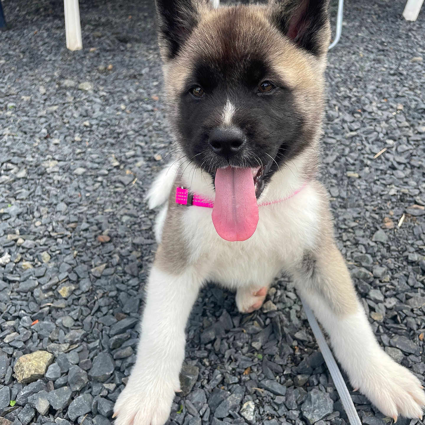 Kira a rejoint le concours — aidez-le/la à gagner de superbes lots ! accessories, animal, bodypart, canine, chair, dog, furniture, germanshepherd, husky, leash, mouth, pebble, person, pet, puppy, road, rock, slate, soil, strap