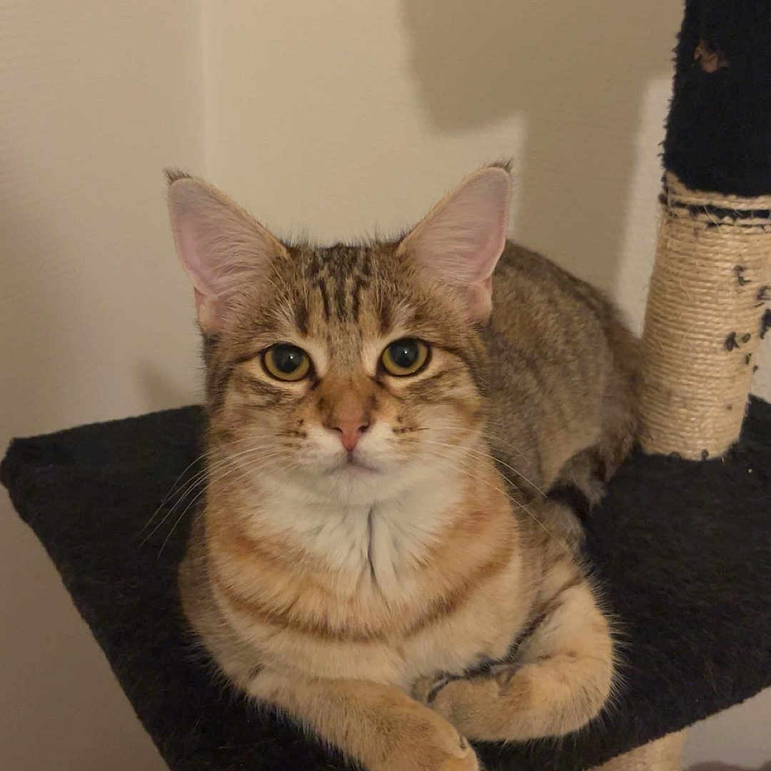 Torvi a rejoint le concours — aidez-le/la à gagner de superbes lots ! abyssinian, angora, animal, cat, chair, furniture, kitten, manx, pet, plywood, siamese, wood