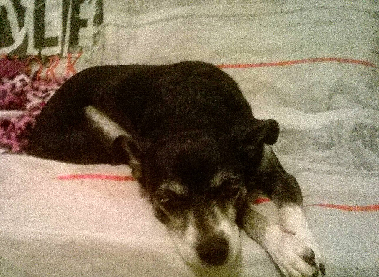 Mamie Rita participe au concours pour gagner de l'argent avec cette photo : canidae, carnivore, dog, dog_breed, mammal, puppy, snout, sporting_group, street_dog, tail, vertebrate