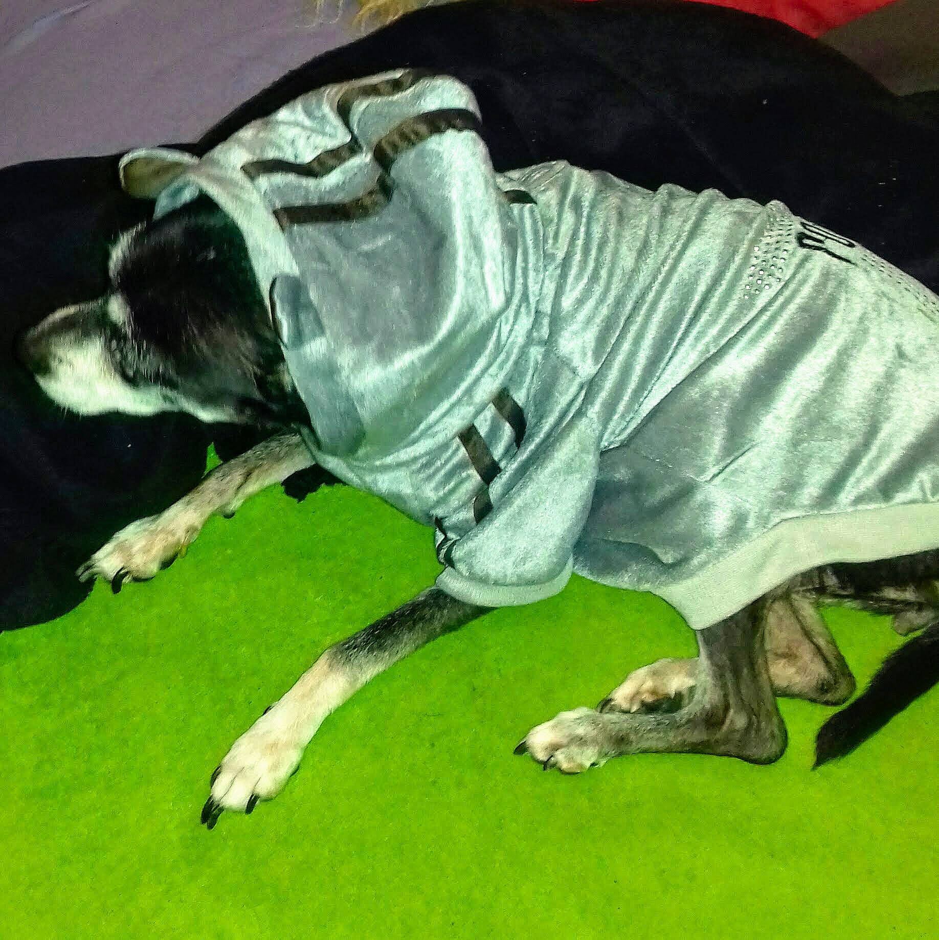 Mamie Rita a rejoint le concours — aidez-le/la à gagner de superbes lots ! american_bulldog, canidae, carnivore, companion_dog, dog, dog_breed, dog_clothes, grass, green, non_sporting_group, old_english_bulldog, olde_english_bulldogge, outerwear, snout, sporting_group, tail