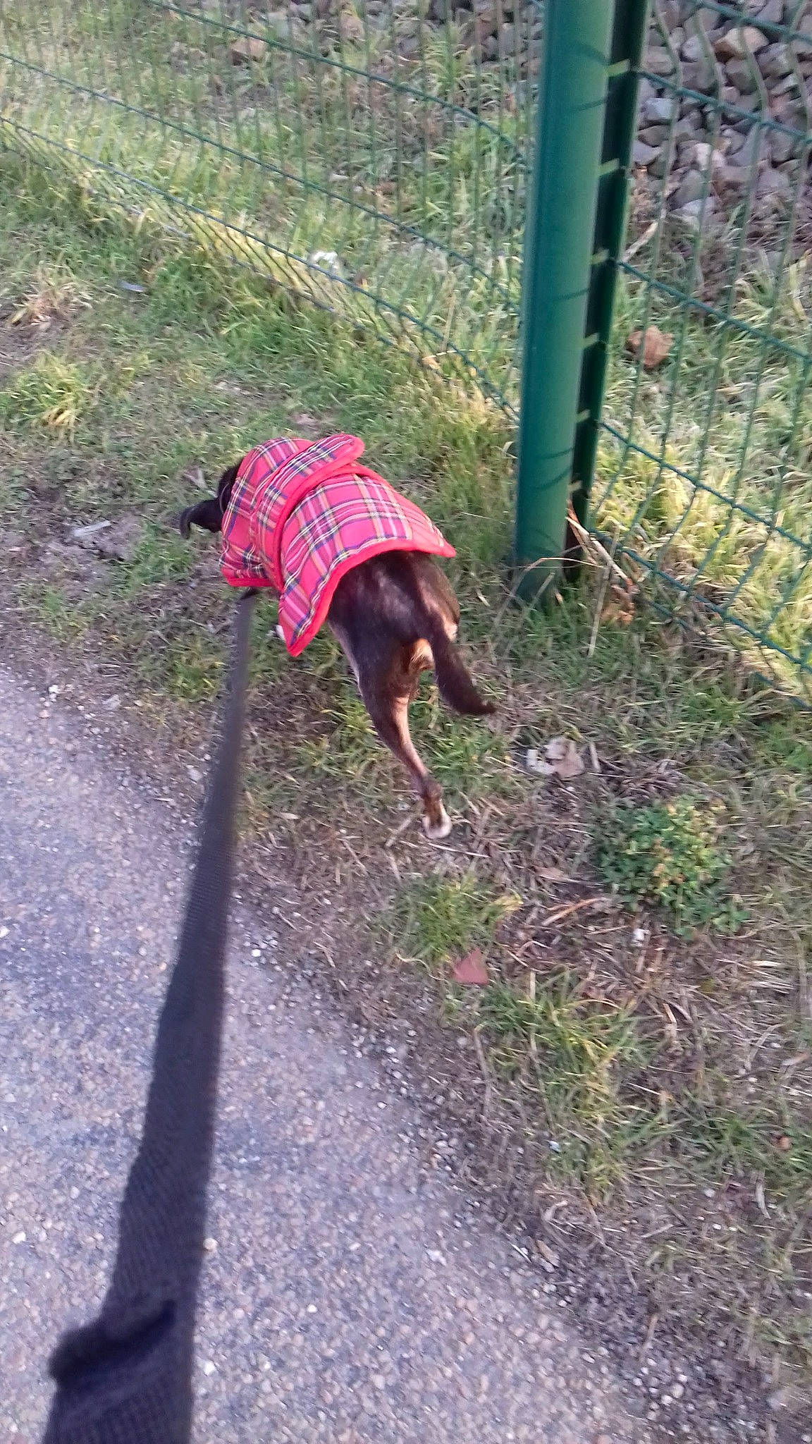 Mamie Rita a rejoint le concours — aidez-le/la à gagner de superbes lots ! canidae, grass, sporting_group