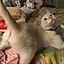 animal, bed, bedroom, blanket, canine, cat, cushion, dog, eskimodog, furniture, homedecor, indoors, kitten, linen, person, pet, puppy, quilt, room, sleeping