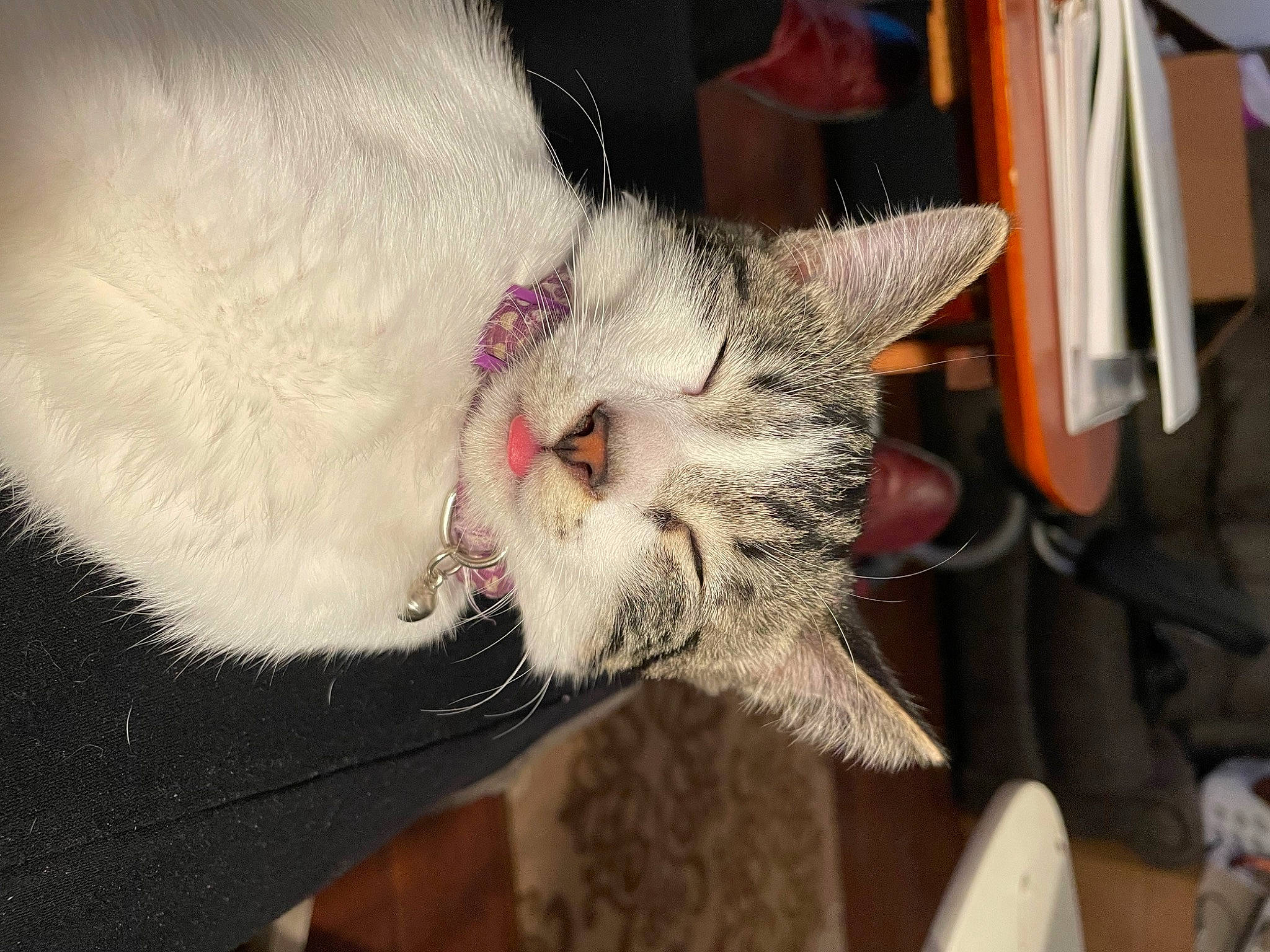 Hedwig joined the competition — help win amazing prizes! canidae, carnivore, cat, claw, collar, domestic_short_haired_cat, ear, fang, felidae, fur, paw, small_to_medium_sized_cats, snout, tail, whiskers, yawn