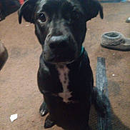 Killer is registered to the contest to win money with this photo: animal, ball, boxer, bulldog, canine, clothing, dog, footwear, hound, labradorretriever, pants, pet, puppy, runningshoe, shoe, sneaker, sport, suede, tennis, tennisball
