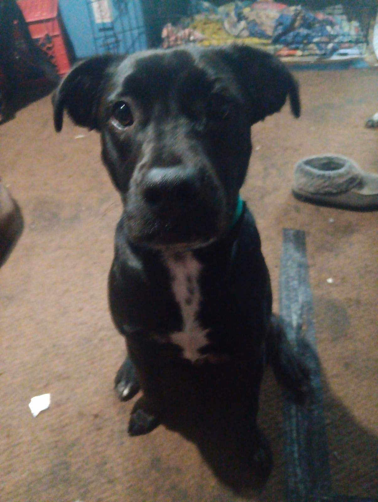 Killer is registered to the contest to win money with this photo: animal, ball, boxer, bulldog, canine, clothing, dog, footwear, hound, labradorretriever, pants, pet, puppy, runningshoe, shoe, sneaker, sport, suede, tennis, tennisball