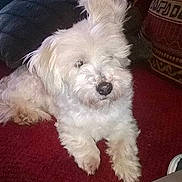 Rocco participe au concours pour gagner de l'argent avec cette photo :