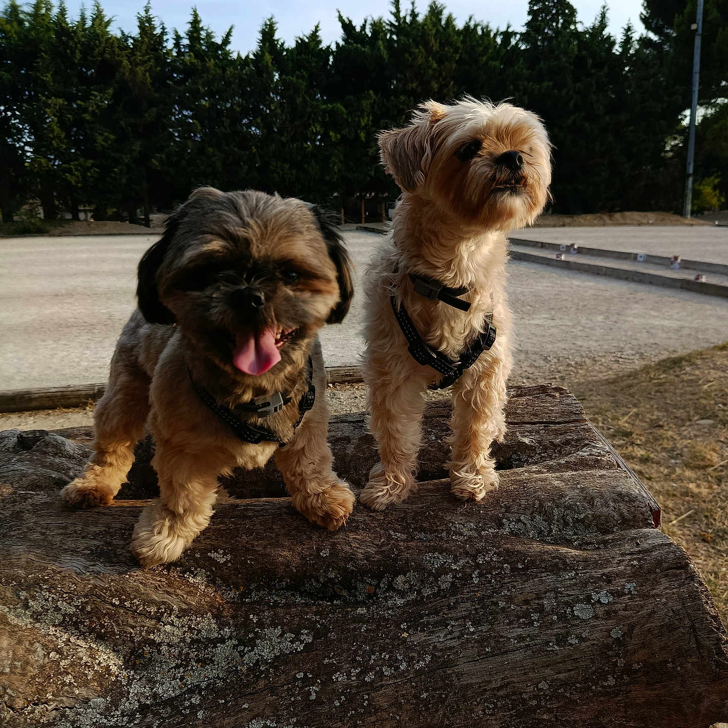 Charly Et Moka