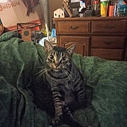Bender Ellis Snoke joined the competition — help win amazing prizes! blanket, cat, clutter, cozy, curious, domestic, eyes, face, fur, furniture, green_blanket, household_items, indoor, pet, relaxed, room, sitting, tabby_cat, whiskers, wooden_dresser