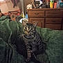 blanket, cat, clutter, cozy, curious, domestic, eyes, face, fur, furniture, green_blanket, household_items, indoor, pet, relaxed, room, sitting, tabby_cat, whiskers, wooden_dresser