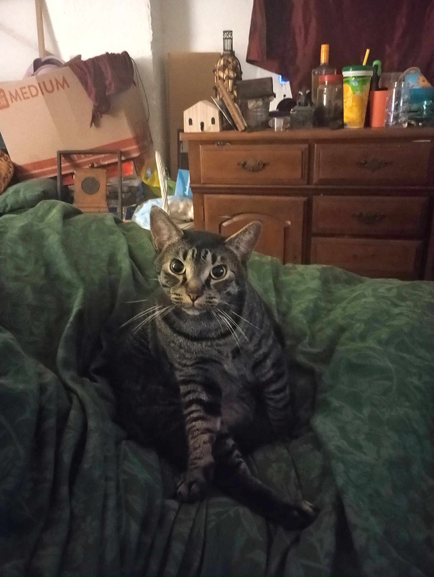 Bender Ellis Snoke joined the competition — help win amazing prizes! blanket, cat, clutter, cozy, curious, domestic, eyes, face, fur, furniture, green_blanket, household_items, indoor, pet, relaxed, room, sitting, tabby_cat, whiskers, wooden_dresser
