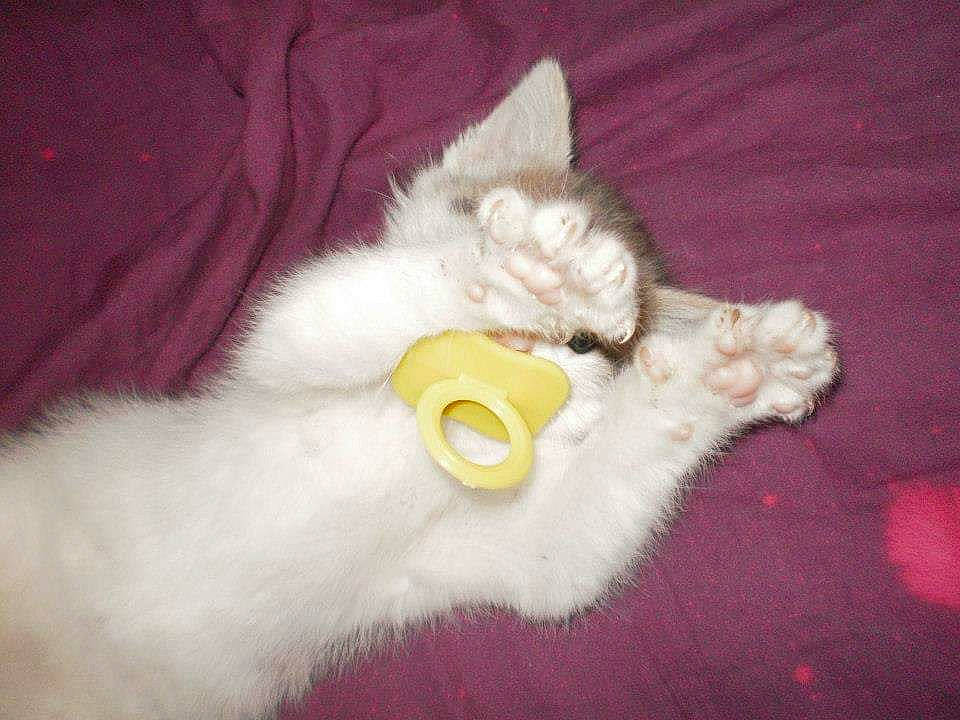 Melody participe au concours pour gagner de l'argent avec cette photo : burmilla, carnivore, cat, domestic_long_haired_cat, felidae, fur, kitten, persian, ragdoll, small_to_medium_sized_cats, tail, turkish_angora, turkish_van, whiskers, white