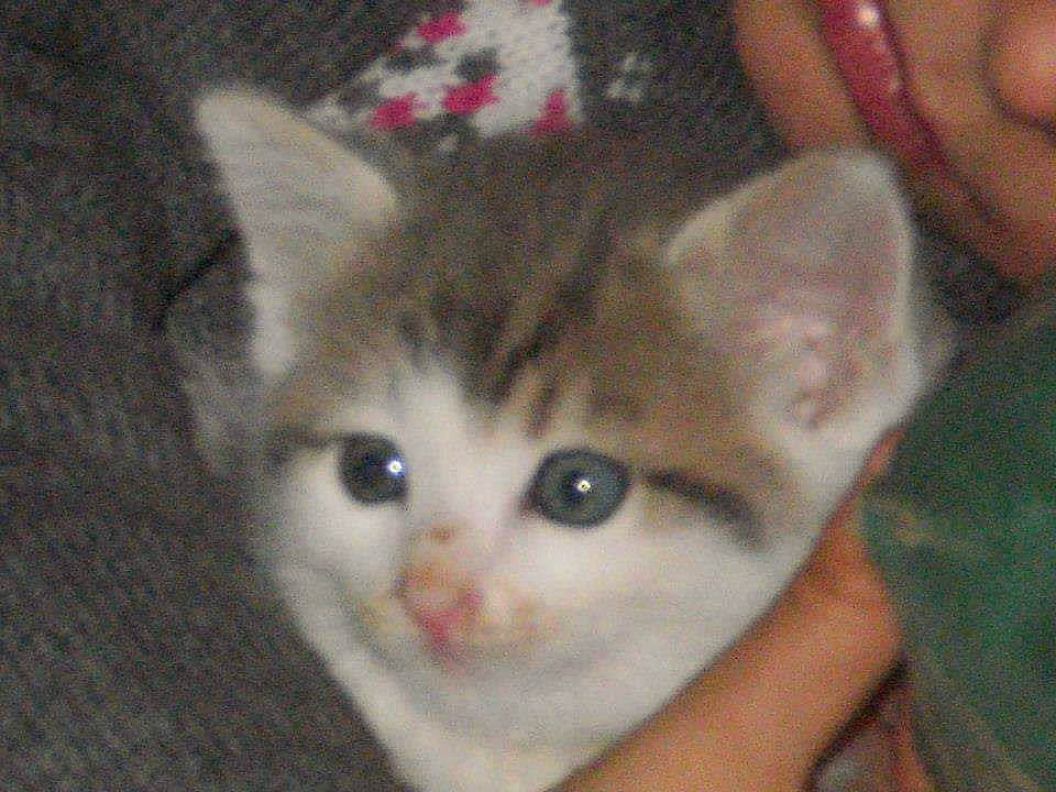 Melody a rejoint le concours — aidez-le/la à gagner de superbes lots ! aegean_cat, american_wirehair, asian, carnivore, cat, domestic_short_haired_cat, european_shorthair, eye, fawn, felidae, kitten, mammal, munchkin, ojos_azules, polydactyl_cat, singapura, small_to_medium_sized_cats, vertebrate, whiskers