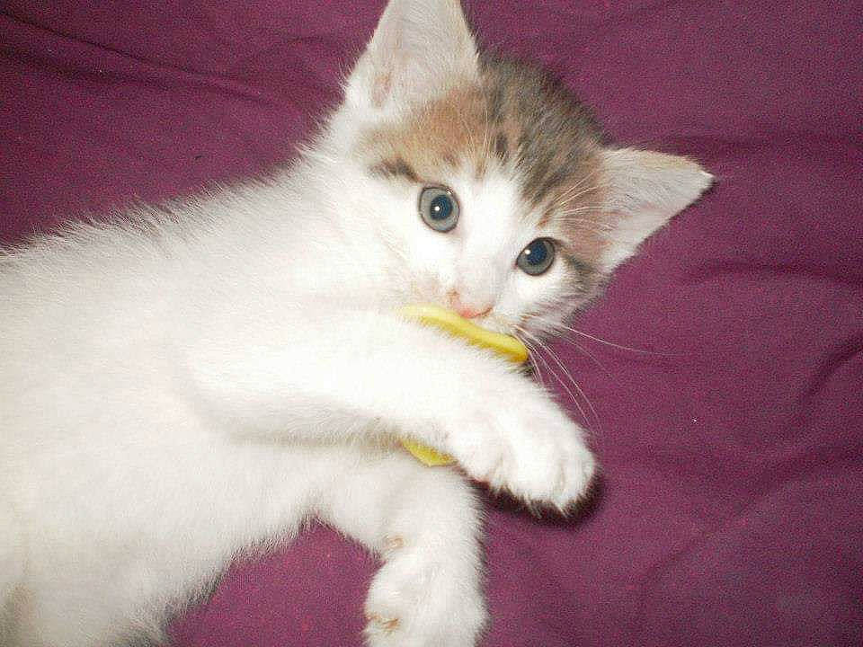 Melody a rejoint le concours — aidez-le/la à gagner de superbes lots ! aegean_cat, american_curl, carnivore, cat, domestic_long_haired_cat, domestic_short_haired_cat, eye, felidae, javanese, kitten, mammal, norwegian_forest_cat, polydactyl_cat, ragamuffin, small_to_medium_sized_cats, tail, turkish_angora, turkish_van, vertebrate, whiskers