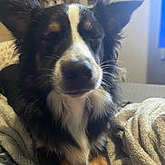 Koda joined the competition — help win amazing prizes! animal, blanket, canine, closeup, comfort, cozy, dog, ears, fur, furniture, home, indoor, living_room, nose, pet, portrait, relaxation, resting, sleepy, whiskers