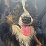Koda is registered to the contest to win money with this photo: animal, black_fur, brown_fur, canine, car, close_up, collar, dog, ears, fur, happy, inside, nose, paw, pet, relaxed, seat, tongue_out, vehicle, white_fur