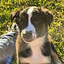Koda joined the competition — help win amazing prizes! animal, ball, canine, clothing, dog, face, field, grass, grassland, head, nature, outdoors, pants, person, pet, plant, puppy, sport, tennis, tennisball