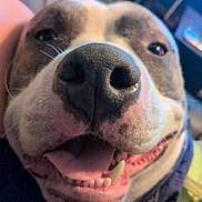 Scrim is registered to the contest to win money with this photo: animal, canine, close_up, cute, dog, domestic_animal, expression, face, friendly, fur, happy, indoor, mouth, nose, pet, portrait, smiling, teeth, tongue, whiskers